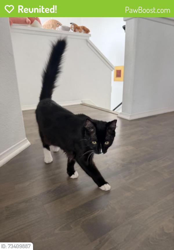 Reunited Male Cat last seen Sombrosa St. near intersection with Camino Alvero, Carlsbad, CA 92009