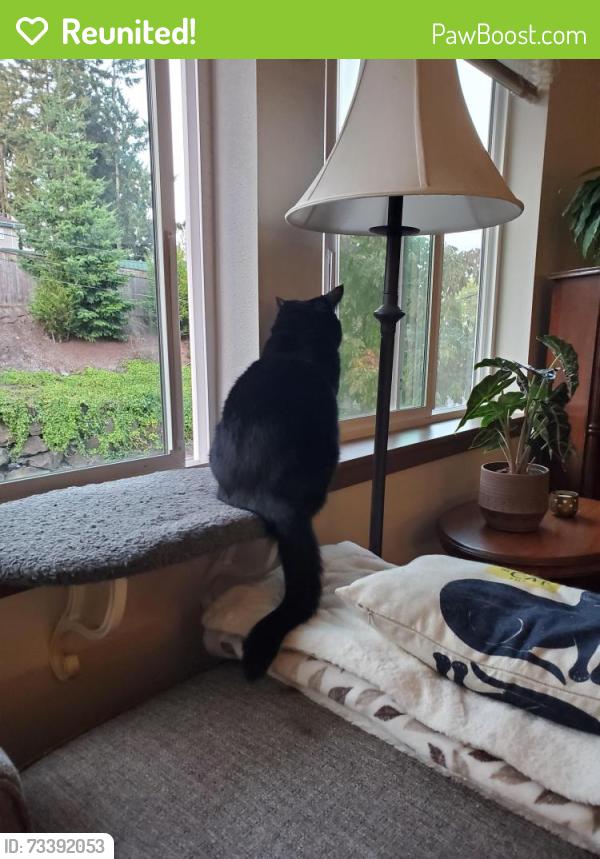 Reunited Male Cat last seen The Reserve in Lynnwood, Lynnwood, WA 98036