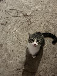 Found/Stray Male Cat last seen Exit 10 i65, Chickasaw, AL 36611