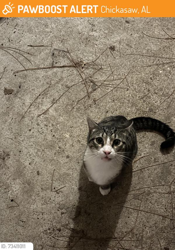 Found/Stray Male Cat last seen Exit 10 i65, Chickasaw, AL 36611