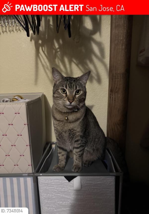 Lost Female Cat last seen Amador and Story, San Jose, CA 95122