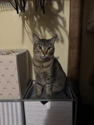 Lost Female Cat last seen Amador and Story, San Jose, CA 95122