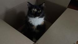 Found/Stray Female Cat last seen Sterling creek pointe, Snellville, GA 30078