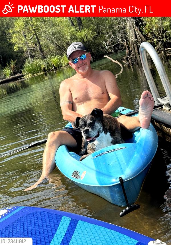 Lost Female Dog last seen East ave and business 98, Panama City, FL 32401