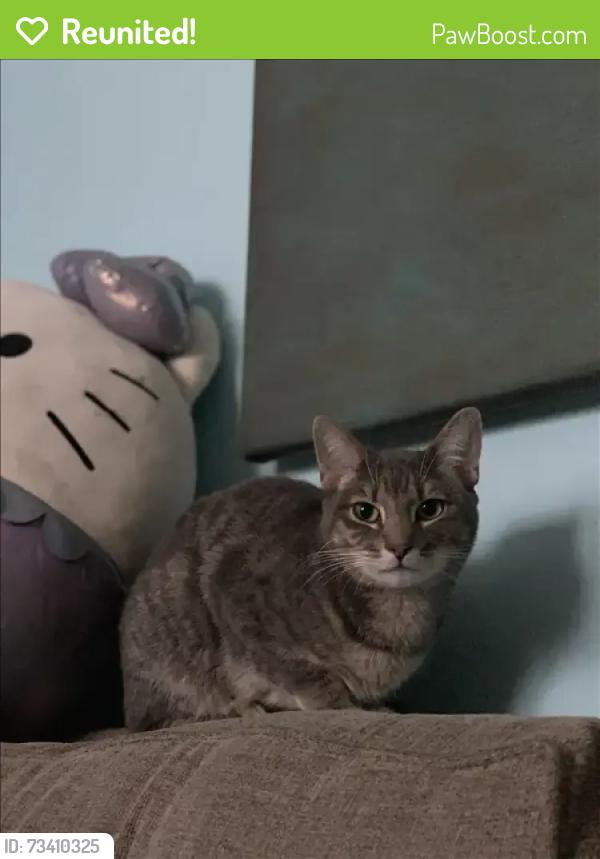 Reunited Female Cat last seen 39th PL between Queens Blvd and 47th Ave, Queens, NY 11104