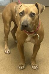 Shelter Stray Female Dog last seen Near OAKLEAF RIDGE, 30058, GA, 3280 Chamblee Dunwoody Rd, Chamblee, GA 30341, USA