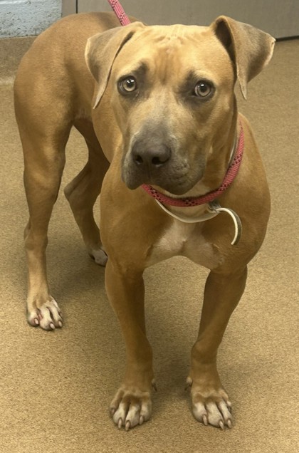 Shelter Stray Female Dog last seen Near OAKLEAF RIDGE, 30058, GA, 3280 Chamblee Dunwoody Rd, Chamblee, GA 30341, USA