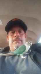Lost Male Bird last seen Polk and telfair st, Los Angeles, CA 91342