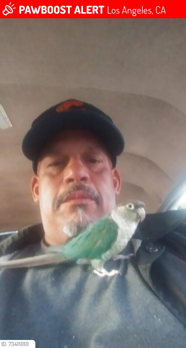 Lost Male Bird last seen Polk and telfair st, Los Angeles, CA 91342
