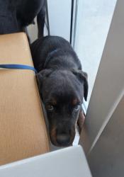 Shelter Stray Female Dog last seen , , TX, 355 Hillshire Dr, Haslet, TX 76052, USA