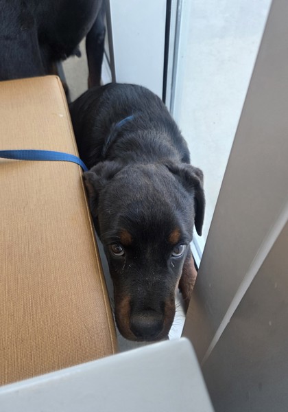 Shelter Stray Female Dog last seen , , TX, 355 Hillshire Dr, Haslet, TX 76052, USA