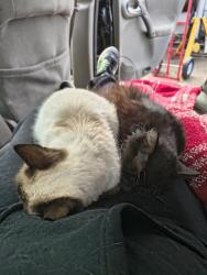 Lost Male Cat last seen Lincoln and Washington, Wichita, KS 67211