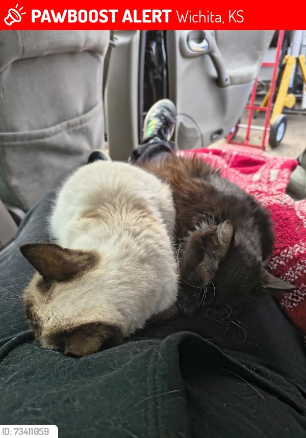 Lost Male Cat last seen Lincoln and Washington, Wichita, KS 67211