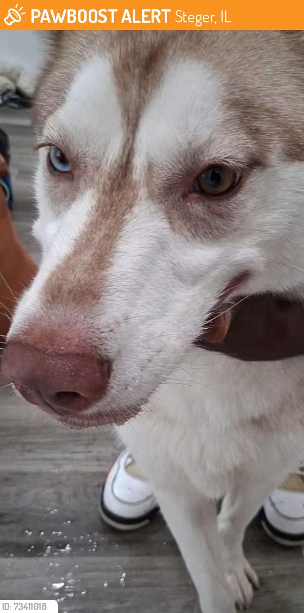 Found/Stray Female Dog last seen Chicago rd steger il, Steger, IL 60475