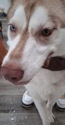 Found/Stray Female Dog last seen Chicago rd steger il, Steger, IL 60475