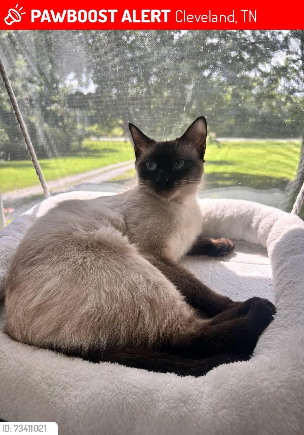 Lost Female Cat last seen North Creek Neighborhood, Cleveland, TN 37312