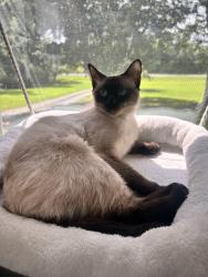 Lost Female Cat last seen North Creek Neighborhood, Cleveland, TN 37312