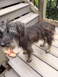 Reunited Male Dog last seen Woodford Drive, Birmingham, AL 35242