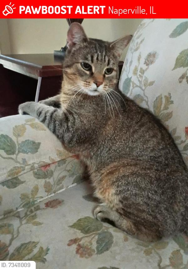 Found/Stray Male Cat last seen Modaff and Westglen Drive, Naperville, IL 60565