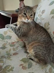 Found/Stray Male Cat last seen Modaff and Westglen Drive, Naperville, IL 60565
