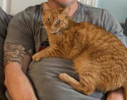 Reunited Male Cat last seen Folsom and 20th Street, San Francisco, CA 94110