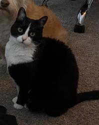 Reunited Female Cat last seen Near Sharmon Palms Ln, Campbell, CA 95008, USA, Campbell, CA 95008