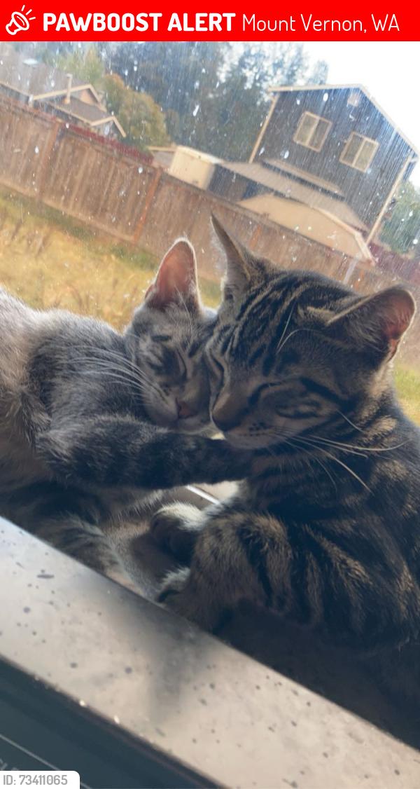 Lost Male Cat last seen Laventure road, Mount Vernon, WA 98273