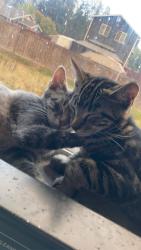 Lost Male Cat last seen Laventure road, Mount Vernon, WA 98273
