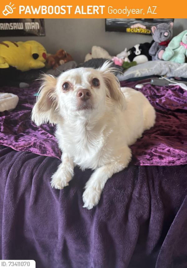 Found/Stray Female Dog last seen Litchfield and Van Buren, Goodyear, AZ 85395