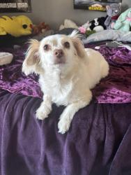 Found/Stray Female Dog last seen Litchfield and Van Buren, Goodyear, AZ 85395