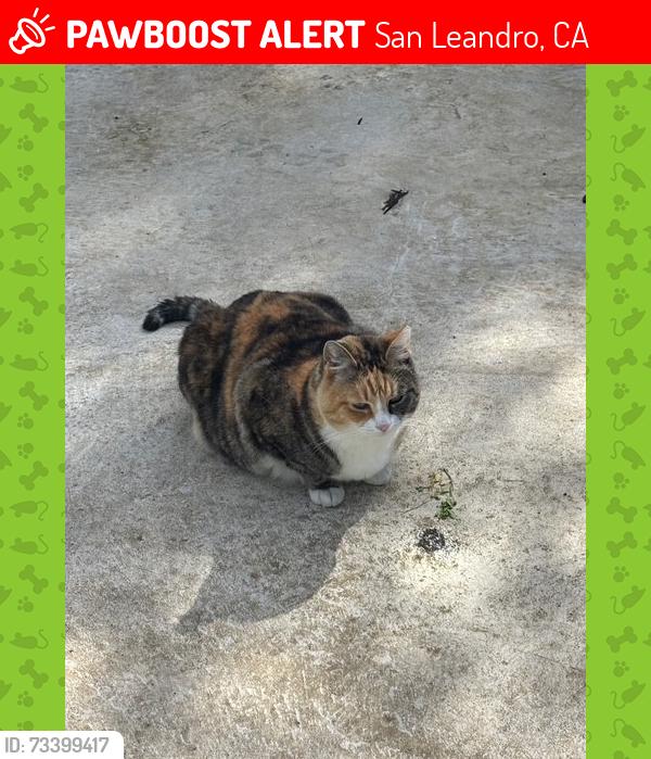 Lost Female Cat last seen W. 133rd by Marina Blvd., San Leandro, CA 94577
