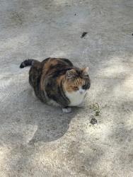 Lost Female Cat last seen W. 133rd by Marina Blvd., San Leandro, CA 94577