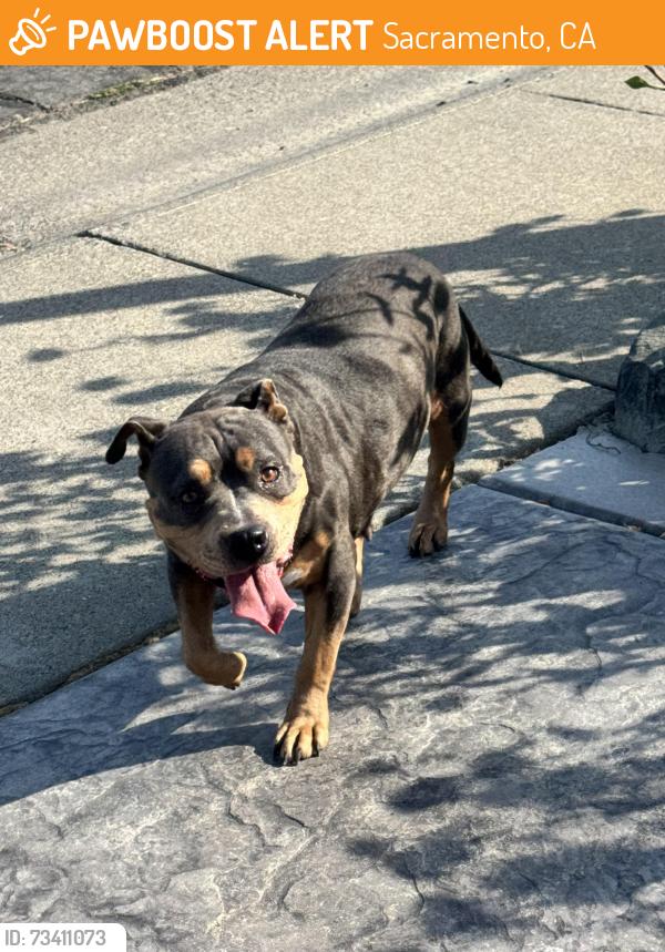 Found/Stray Female Dog last seen Franklin and idaho, Sacramento, CA 95823