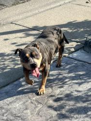Found/Stray Female Dog last seen Franklin and idaho, Sacramento, CA 95823