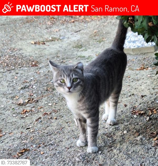 Lost Male Cat last seen Cobblestone/Crow Canyon Rd., San Ramon, CA 94582