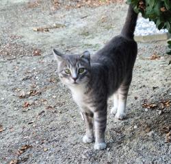 Lost Male Cat last seen Cobblestone/Crow Canyon Rd., San Ramon, CA 94582