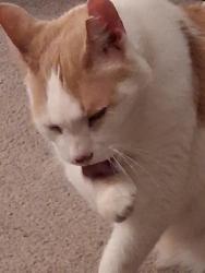 Reunited Unknown Cat last seen Parkwood and Keystone, 91106, Pasadena, CA 91107
