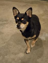 Found/Stray Male Dog last seen 86th Ave. and Grant St. Near Vita Luxury apmts, Merrillville, IN 46410