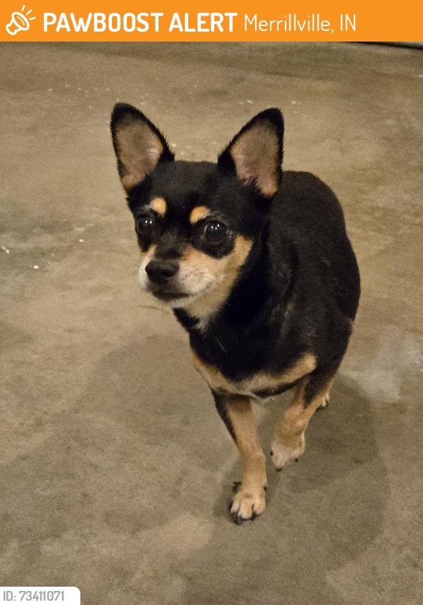 Found/Stray Male Dog last seen 86th Ave. and Grant St. Near Vita Luxury apmts, Merrillville, IN 46410