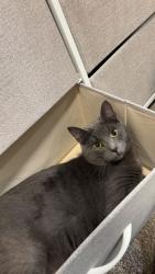 Lost Female Cat last seen Millicent way, Shreveport, LA 71106