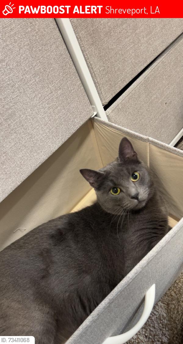 Lost Female Cat last seen Millicent way, Shreveport, LA 71106