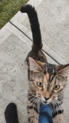 Found/Stray Female Cat last seen Near Ave and 47 street Edmonton Alberta, Edmonton, AB 