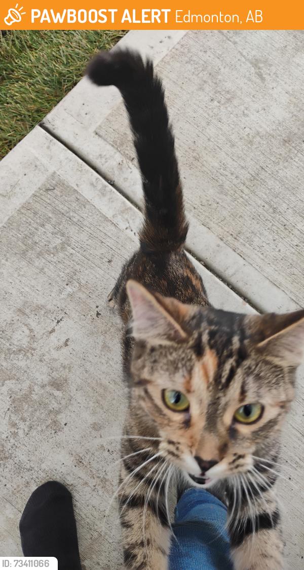 Found/Stray Female Cat last seen Near Ave and 47 street Edmonton Alberta, Edmonton, AB 