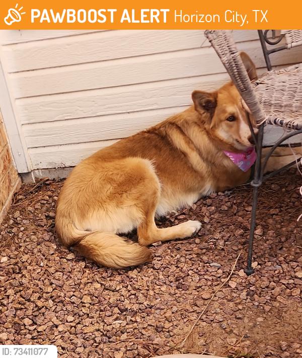 Found/Stray Unknown Dog last seen Glenosa, Horizon City, TX 79928