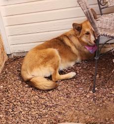 Found/Stray Unknown Dog last seen Glenosa, Horizon City, TX 79928