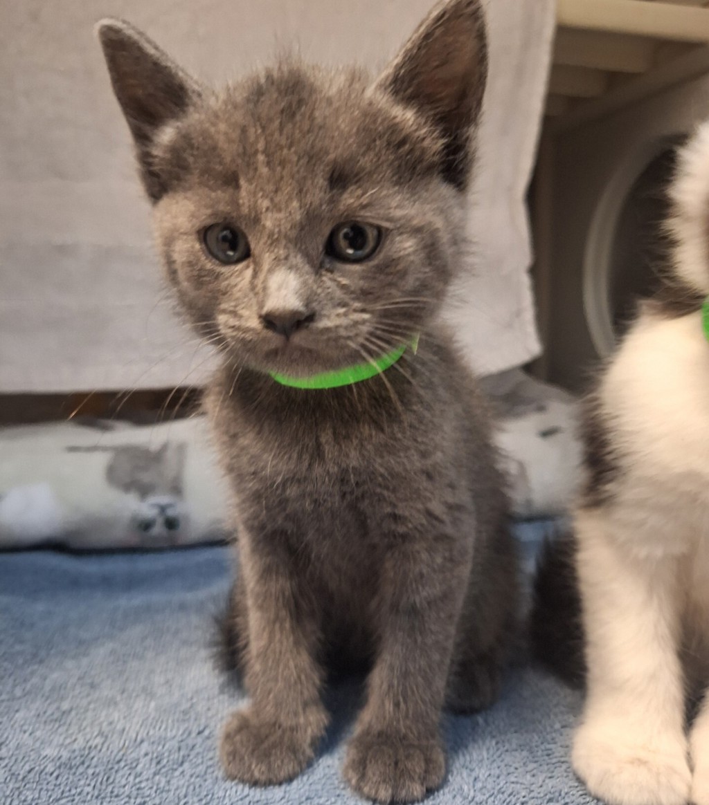 Shelter Stray Male Cat last seen Apt 19,2399 E 14th Street, SAN LEANDRO, CA, 94577, 8323 Baldwin St, Oakland, CA 94621, USA