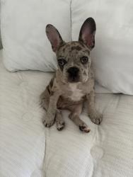 Reunited Female Dog last seen Near N Mountain View Ave, San Bernardino, CA 92407, USA, San Bernardino, CA 92407