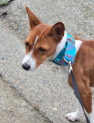 Reunited Female Dog last seen Near Walnut Ave, Carmichael, CA 95608, USA, Carmichael, CA 95608