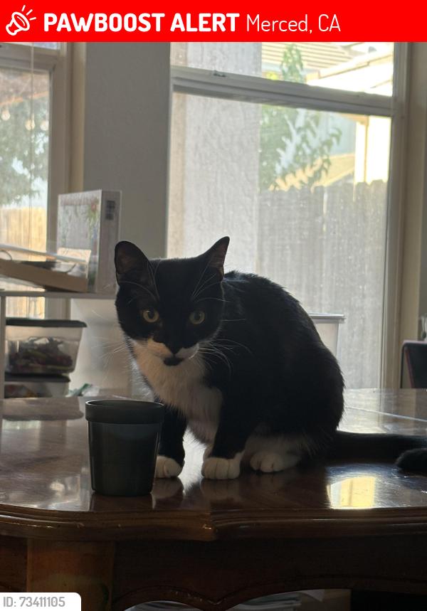 Lost Male Cat last seen Jenner st and el redondo, near AmPm and Starbucks, Merced, CA 95348