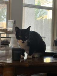 Lost Male Cat last seen Jenner st and el redondo, near AmPm and Starbucks, Merced, CA 95348